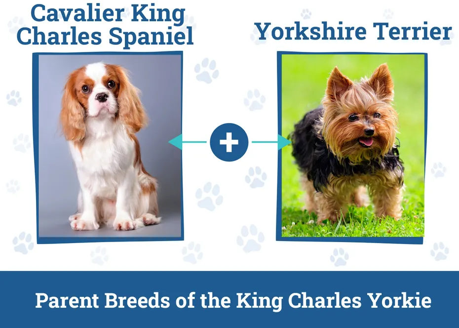 Parent Breeds of the King Charles Yorkie