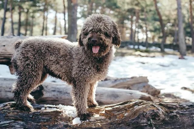 Are Spanish Water Dogs Hypoallergenic? Vet-Verified Facts & FAQ
