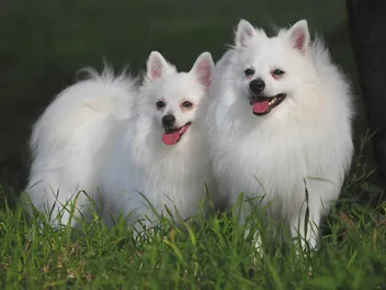 Volpino Italiano Dog Breed Info: Pictures, Temperament & Traits