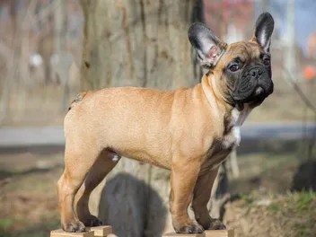 Why Does a French Bulldog Get Skin Lumps? Our Vet Explains