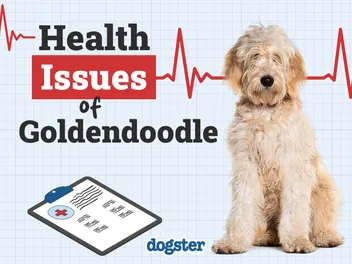 4 Goldendoodle Health Issues: Vet-Verified Potential Problems