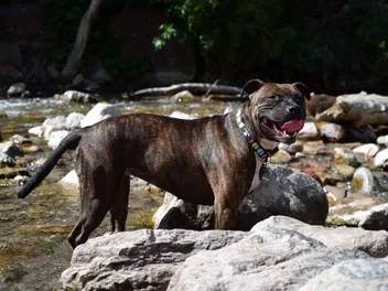 Irish Staffordshire Bull Terrier Dog Breed: Info, Pictures, Care & More