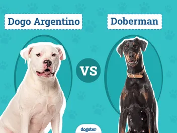 Dogo Argentino vs. Doberman: Key Differences (With Info & Pictures)