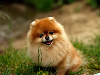 Miniature Spitz Dog Breed: Info, Pictures, Traits & Care Guide