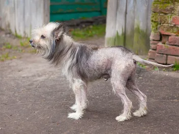 How Long Will It Take for Dog Hair to Grow Back? Vet-Verified Facts