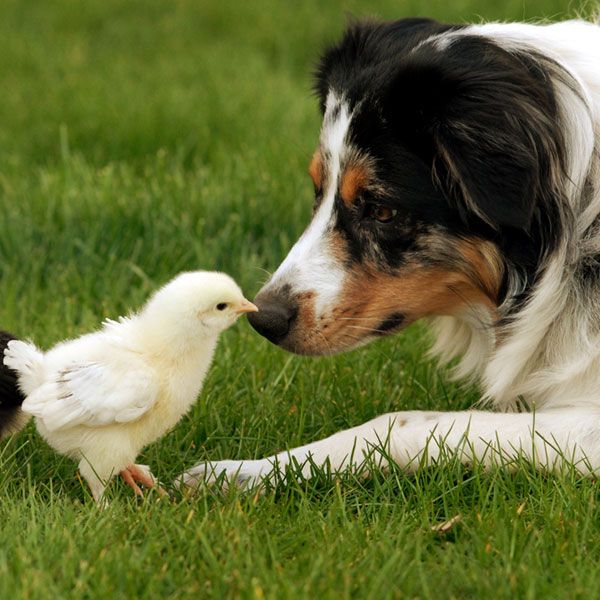 12 Best Farm Dogs: Pictures, Facts & History