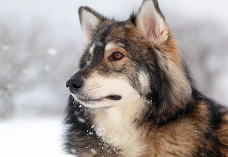 Newer alone when you have dog