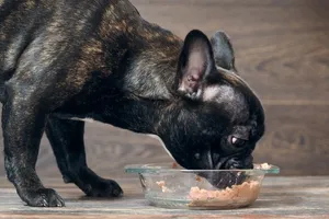 dog eating wet food