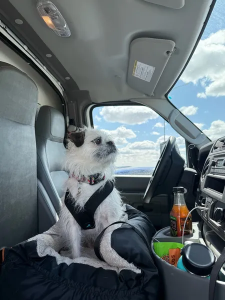 Gizmo, King of the Moving Van