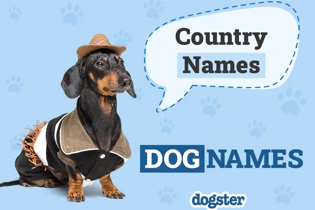 355 Country Dog Names for Down-to-Earth Pups