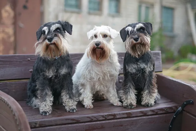 10 Beautiful Miniature Schnauzer Colors (With Info & Pictures)