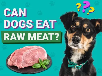 Can Dogs Eat Raw Meat? Vet-Approved Feeding & Health Facts