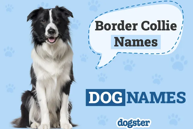 150+ Border Collie Names: Traditional & Unique Ideas for Males & Females