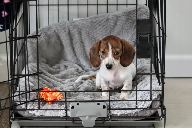 dog puppy crate