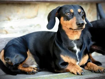 How Big Does a Dachshund Get? Average Weight & Growth Chart