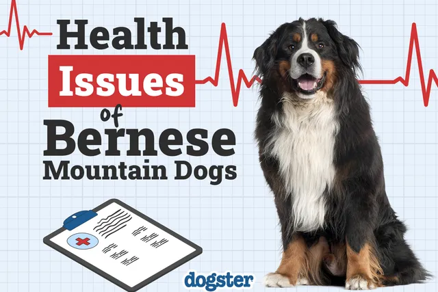 8 Bernese Mountain Dog Health Problems to Watch For: Vet-Verified Facts & FAQ