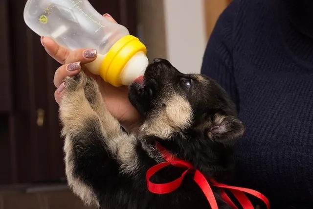 How to Bottle Feed a Puppy the Right Way (Vet Answer)