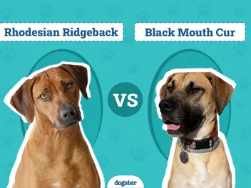 Rhodesian Ridgeback vs. Black Mouth Cur: Key Differences (With Pictures)