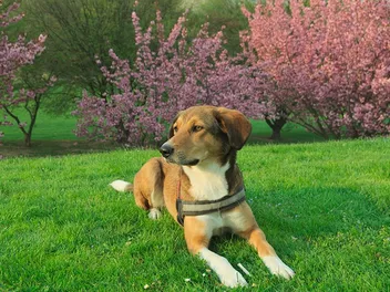 6 Cool Off-Leash Dog Parks in Tallahassee, FL (2026 Update)
