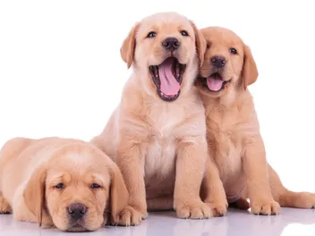 Labrador Retriever Puppies for Sale in Georgia: 2026 Breeders List