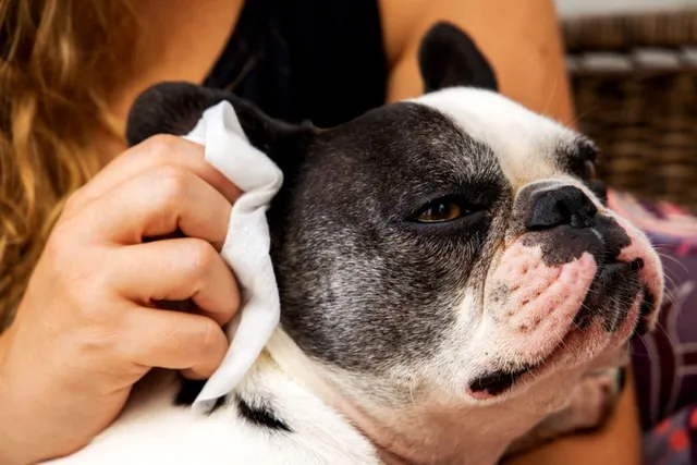 5 Dogs Prone to Ear Infections: Vet-Reviewed Facts & Signs