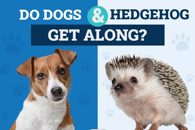 Do Hedgehogs & Dogs Get Along? Vet-Reviewed Facts, Temperament & Behavior