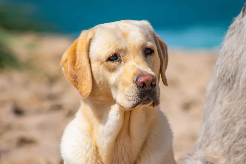 Beautiful beach Bailey