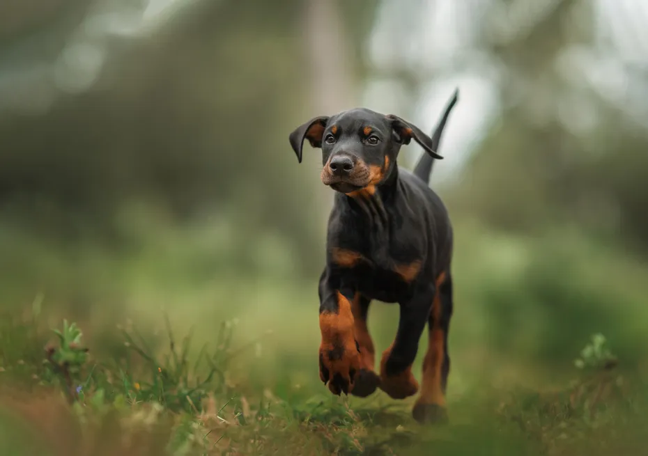 doberman puppy walking outdoor