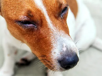 Dog Eye Infection: Causes, Signs & Treatment (Vet Answer)