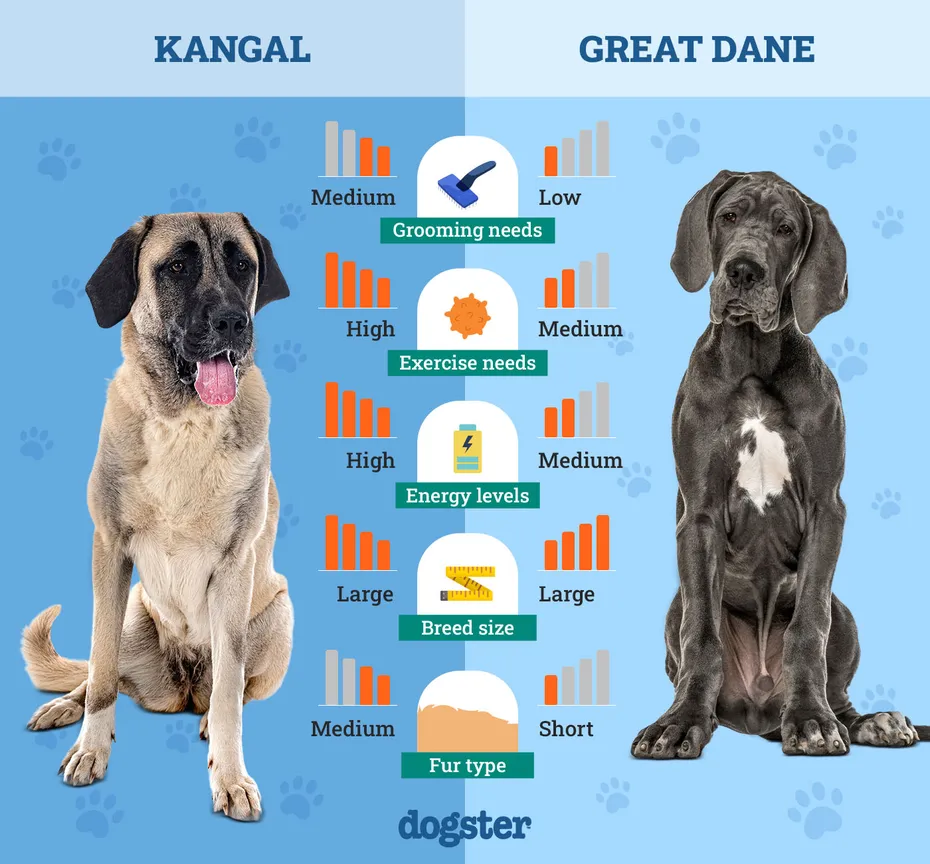 Dogster_Side by Side Comparison_ Kangal vs Great Dane