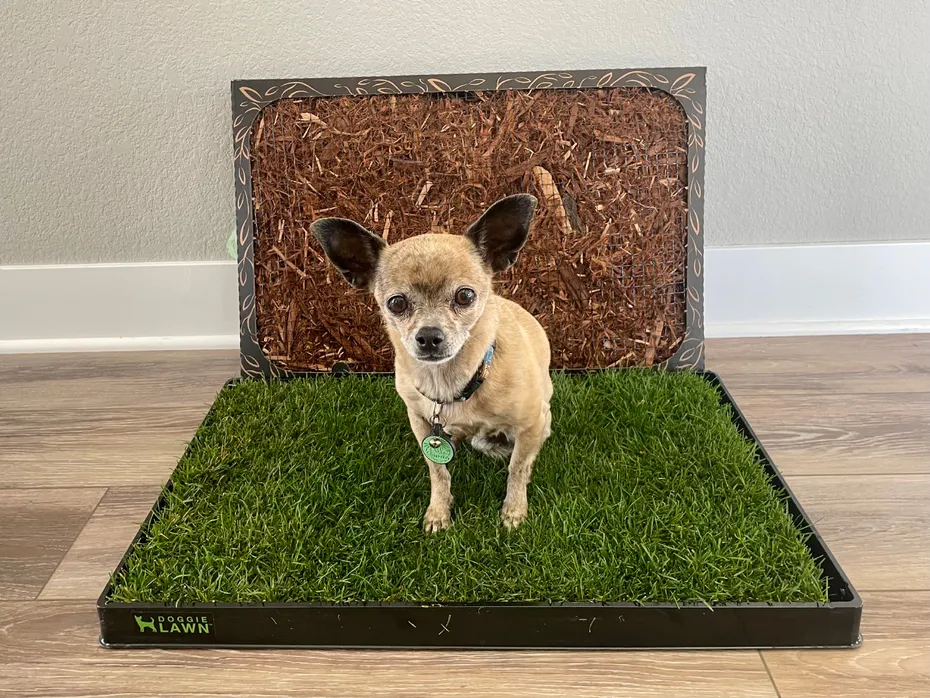 DoggieLawn Dog Grass Pad - papyrus on the grass pad