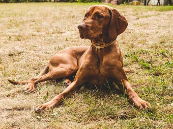 How Many Chromosomes Do Dogs Have & What They Mean: Vet Reviewed Facts