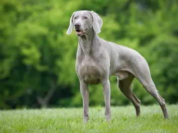 Do Weimaraners Shed More Than Other Dogs? Vet-Verified Facts & FAQ