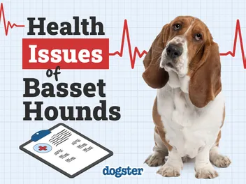 11 Common Health Problems in Basset Hounds to Be Aware Of
