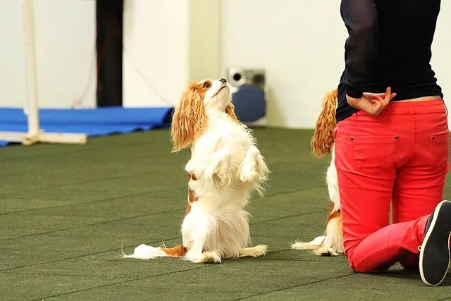 How to Train a Cavalier King Charles Spaniel: 9 Expert Tips