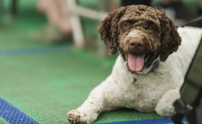 A close up of a Barbet dog lying down on a ferry during a sunny summer day