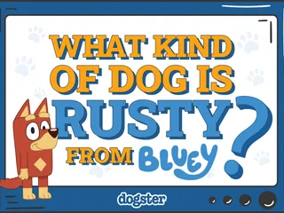 What Kind of Dog Is Rusty From Bluey? Breed Facts & Explanation