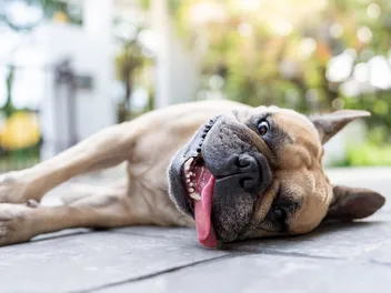 5 Things Not to Do With a French Bulldog: Vet Approved Safety Tips
