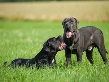 How Long Do Cane Corsos Live? Average Lifespan, Data & Care Guide