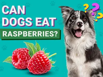 Can Dogs Eat Raspberries? Vet-Verified Nutrition Facts & FAQ