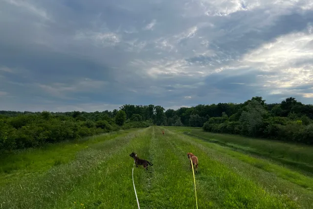 Walking Three Dogs on Leash: A Tale of Tangles
