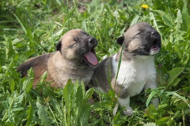 Why Do Puppies Cry & Whine? 6 Vet-Verified Reasons & Care Tips