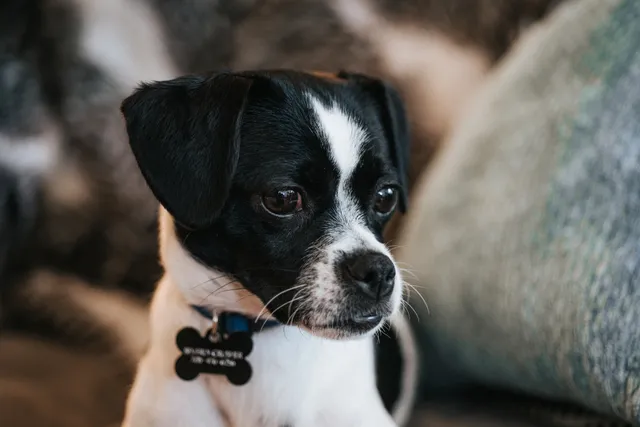 Jack Chi (Jack Russell Terrier & Chihuahua Mix): Info, Pictures & Care