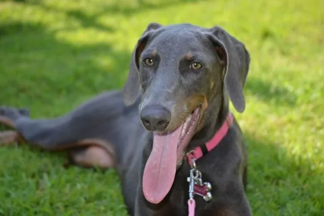 Blue Doberman: Info, Pictures, Origin & History