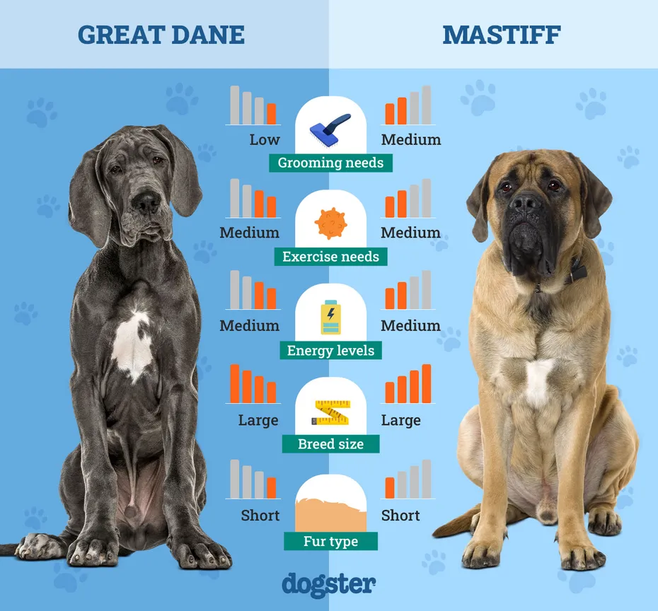 Dogster_Side by Side Comparison_Great Dane vs Mastiff
