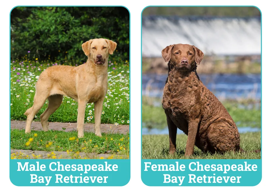 Male Vs Female Chesapeake Bay Retrievers Side By Side