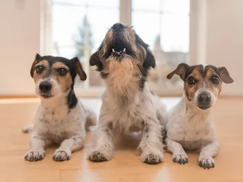 9 Sounds Dogs Make & What They Mean (Vet-Verified)