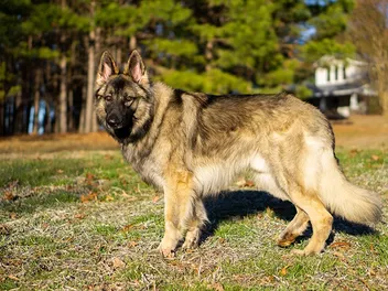 Shiloh Shepherd Dog Breed: Info, Pictures, Facts & Traits