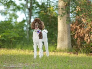 22 Hypoallergenic Dog Breeds: Info, Pictures & Origin