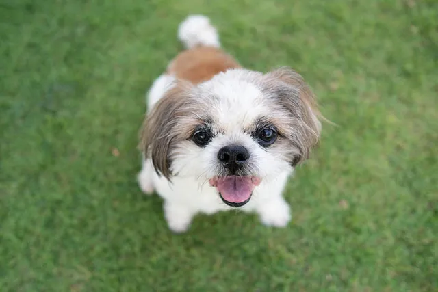Why Does a Shih Tzu Snort? 10 Vet Reviewed Reasons